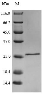 SDS-PAGE- Recombinant protein Mouse Il18