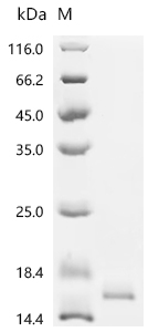 Recombinant Rabbit Interleukin-2 (IL2) - image 1