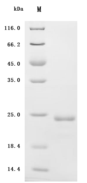 CSB-YP011664HU Purity Verified