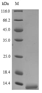 SDS-PAGE- Recombinant protein Human CXCL8
