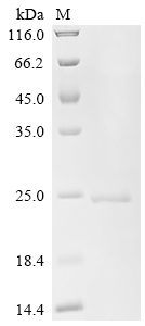 Recombinant Human Integrin alpha-L (ITGAL) , partial - image 1