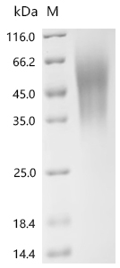 Recombinant Human Leukemia inhibitory factor (LIF) - image 1