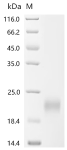 Recombinant Mouse Leukemia inhibitory factor (Lif) - image 1