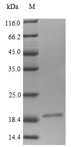 SDS-PAGE- Recombinant protein Human LRP4