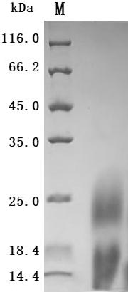 CSB-YP013246HU SDS