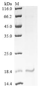 Recombinant Bovine Myoglobin (MB) - image 1
