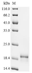 Recombinant Dog Myoglobin (MB) - image 1