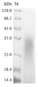 Recombinant Mouse Myelin basic protein (Mbp) - image 1