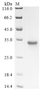 Recombinant Human Melanotransferrin (MFI2) - image 1