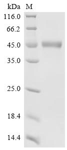 Recombinant Bovine Matrix metalloproteinase-9 (MMP9) - image 1