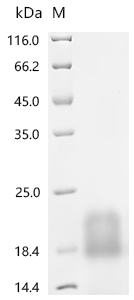 Recombinant Human Myosin regulatory light chain 12A (MYL12A) - image 1