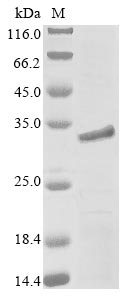 Recombinant Mouse Myocilin (Myoc) , partial - image 1