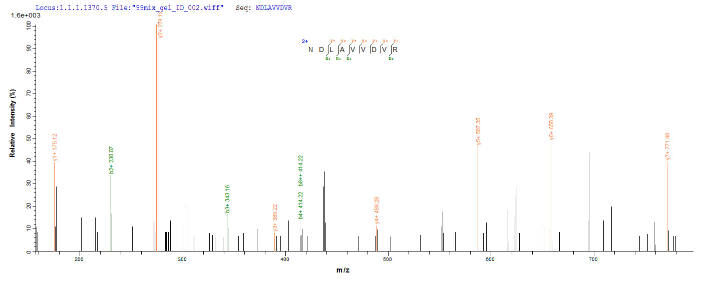 LC-MS Analysis 1- Recombinant protein Human NCL