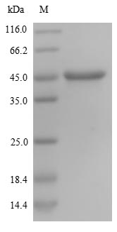 SDS-PAGE- Recombinant protein Human NES