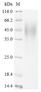 Recombinant Mouse Nuclear factor interleukin-3-regulated protein (Nfil3) - image 1