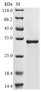 Recombinant Human NPC intracellular cholesterol transporter 1 (NPC1) , partial - image 1