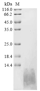 Recombinant Human Natriuretic peptides A (NPPA) , partial - image 1