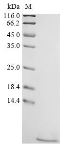Recombinant Mouse Natriuretic peptides A (Nppa) - image 1