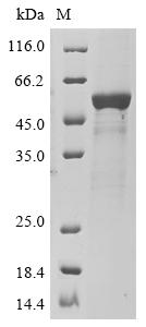 Recombinant Human Atrial natriuretic peptide receptor 2 (NPR2) , partial - image 1
