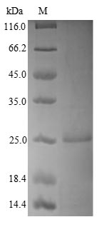 SDS-PAGE- Recombinant protein Human NUDT1