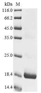 Recombinant Pig Platelet factor 4 (PF4) - image 1