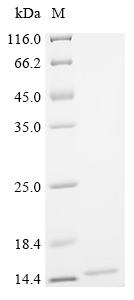 Recombinant Phleum pratense Profilin-1 (PRO1) - image 1