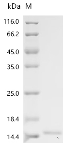Recombinant Phleum pratense Profilin-1 (PRO1) - image 1