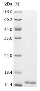 Recombinant Zea mays Profilin-1 (PRO1) - image 1