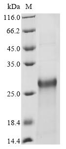 Recombinant Human Protein PML (PML) , partial - image 1