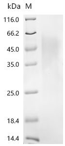 Recombinant Rat Parathyroid hormone/parathyroid hormone-related peptide receptor (Pth1r) , partial - image 1