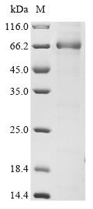 Recombinant Human Serpin B7 (SERPINB7) - image 1