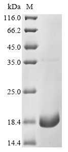 Recombinant Human Excitatory amino acid transporter 1 (SLC1A3) , partial - image 1