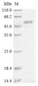 Recombinant Human Na (+) /H (+) exchange regulatory cofactor NHE-RF1 (NHERF1) - image 1