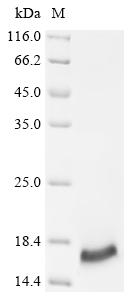 Recombinant Mouse Small proline-rich protein 2E (Sprr2e) - image 1