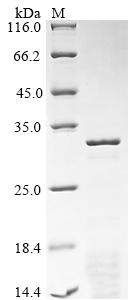 Recombinant Rat Synapsin-1 (Syn1) , partial - image 1