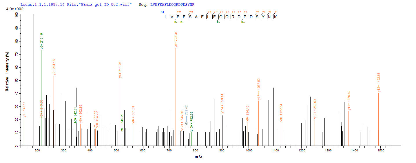 LC-MS Analysis 2- Recombinant protein Human TEAD1