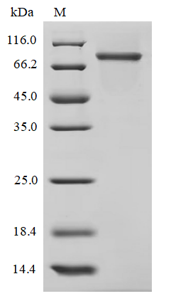 Recombinant Human Transcriptional enhancer factor TEF-1 (TEAD1) - image 1