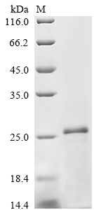 Recombinant Bovine Transforming growth factor beta-2 (TGFB2) , partial - image 1