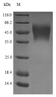 The reducing (R) protein migrates as 48 kDa in SDS-PAGE may be due to glycosylation. The reducing (R) protein migrates as 48 kDa in SDS-PAGE may be due to glycosylation.