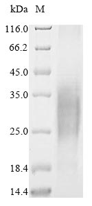 SDS-PAGE- Recombinant protein Macaca TPBG