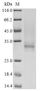 Recombinant Human Tryptase beta-2 (TPSB2) - image 1