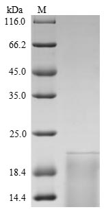 SDS-PAGE- Recombinant protein Rat Tshb