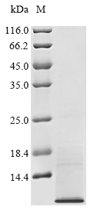 Recombinant Human Tetraspanin-2 (TSPAN2) , partial - image 1