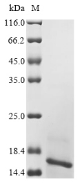 Recombinant Xenopus laevis Transthyretin (ttr) - image 1