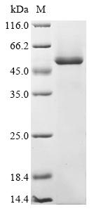 Recombinant Horse Vascular endothelial growth factor A (VEGFA) - image 1