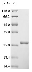 Recombinant Human Vascular endothelial growth factor A (VEGFA) - image 1