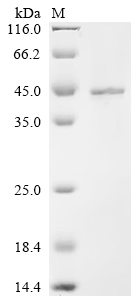 Recombinant Mouse Protein Wnt-10a (Wnt10a) - image 1