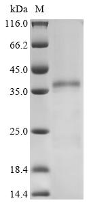 Recombinant Human Heterogeneous nuclear ribonucleoproteins A2/B1 (HNRNPA2B1) - image 1