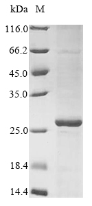 Recombinant Human FMN-dependent NADH-azoreductase (azoR) - image 1