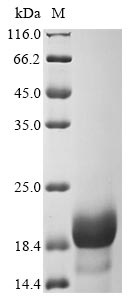 Recombinant Nostoc ellipsosporum Cyanovirin-N - image 1